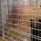 Gitterzaun für Bärenanlage im Tierpark Dählhölzli