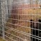 Gitterzaun für Bärenanlage im Tierpark Dählhölzli