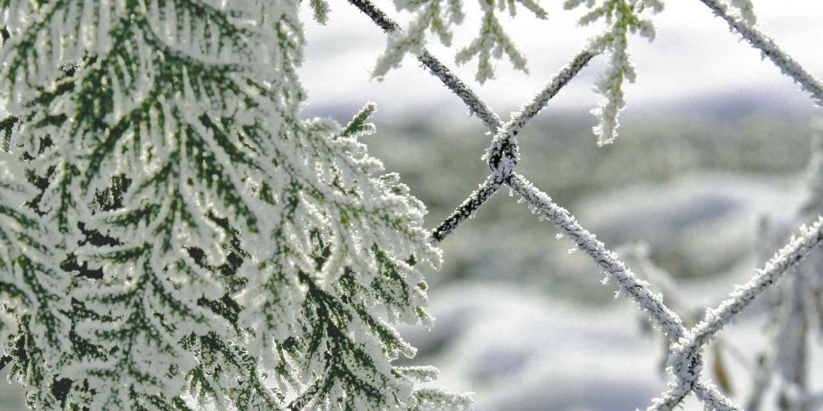 istock-96875912_frisch_web_3-2